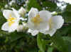 Boerenjasmijn (Philadelphus)