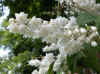 bruidsbloem (Deutzia)