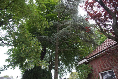 Omzagen van onze Cedrus libani Glauca (blauwe ceder)