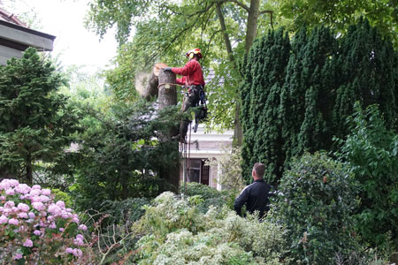 Omzagen van onze Cedrus libani Glauca (blauwe ceder)