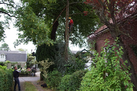 Omzagen van onze Cedrus libani Glauca (blauwe ceder)