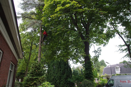 Omzagen van onze Cedrus libani Glauca (blauwe ceder)