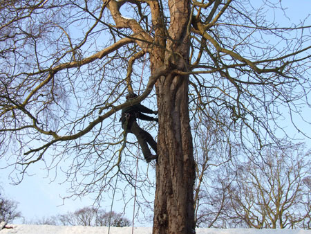 Het snoeien van de kastanjebomen. (13-01-2010)