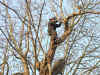 Het snoeien van de kastanjebomen. (13-01-2010)