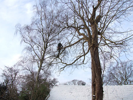 Het snoeien van de kastanjebomen. (13-01-2010)