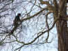 Het snoeien van de kastanjebomen. (13-01-2010)