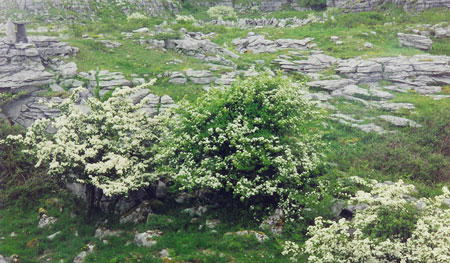 The Burren