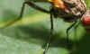 Botanophila fugax. Tribe Anthomyiini. Onderfamilie Anthomyiinae. Familie Bloemvliegen (Anthomyiidae). vrouwtje