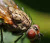 Botanophila fugax. Tribe Anthomyiini. Subfamily Anthomyiinae. Family Root-Maggot Flies (Anthomyiidae).Female