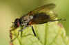 ydrophoria lancifer Family Root-Maggot Flies (Anthomyiidae)