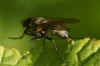 ydrophoria lancifer Family Root-Maggot Flies (Anthomyiidae)