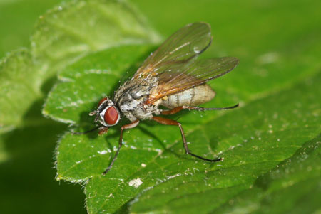 Hydrophoria linogrisea Family Root-Maggot Flies (Anthomyiidae)