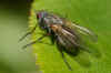 Hydrophoria linogrisea Family Root-Maggot Flies (Anthomyiidae)