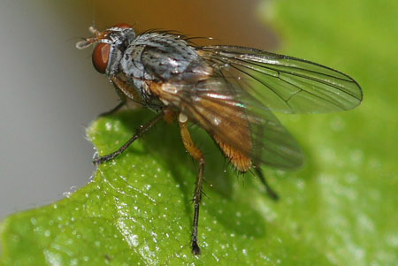 Pegomya winthemi. Family Root-Maggot Flies (Anthomyiidae)