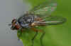 Pegomya winthemi. Family Root-Maggot Flies (Anthomyiidae)