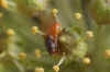 Pegomya spec. Root-Maggot Flies (Anthomyiidae)