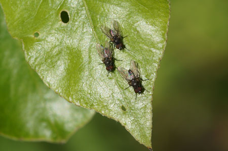 Pegoplata spec. Family Root-Maggot Flies (Anthomyiidae)