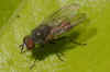 Pegoplata spec. Family Root-Maggot Flies (Anthomyiidae)