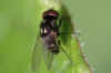 Calythea nigricans Family Root-Maggot Flies (Anthomyiidae)