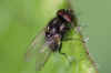 Calythea nigricans Family Root-Maggot Flies (Anthomyiidae)