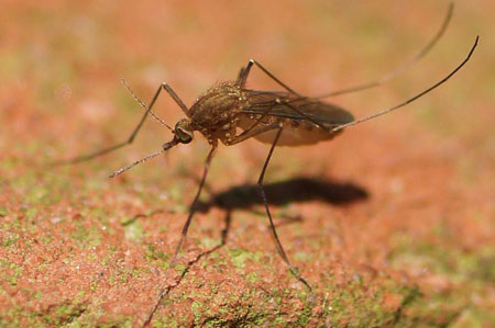 Misschien Gewone Steekmug (Culex pipiens) Vrouwtje.  Familie: Steekmuggen ( Culicidae)