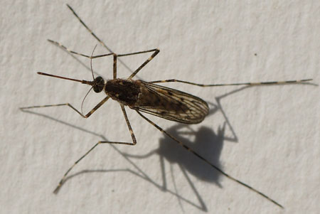 Misschien Grote Steekmug, geringde wintersteekmug (Culiseta annulata, syn. Theobaldia annulata) Vrouwtje.  Familie: Steekmuggen (Culicidae)