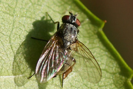 Emmesomyia socia Family Root-Maggot Flies (Anthomyiidae)