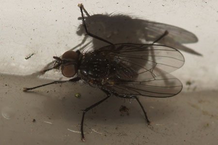 Lasiomma spec. Family Root-Maggot Flies (Anthomyiidae)