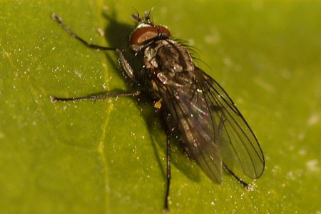 Lasiomma seminitidum. Tribe Chirosiini.Subfamily Anthomyiinae. Family Root-Maggot Flies (Anthomyiidae).