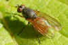 Pegomya spec. Root-Maggot Flies (Anthomyiidae)