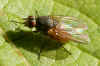 Pegomya spec. Root-Maggot Flies (Anthomyiidae)