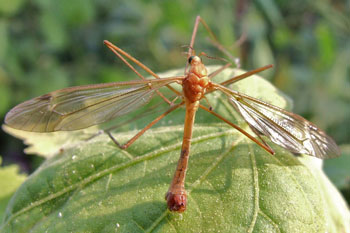 Tipula lunata. Familie Langpoten (Tipulidae). Mannetje. 