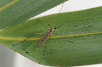 Cheilotrichia cinerascens. Onderfamilie Chioneinae. Familie: Steltmuggen (Limoniidae). Waarschijnlijk!