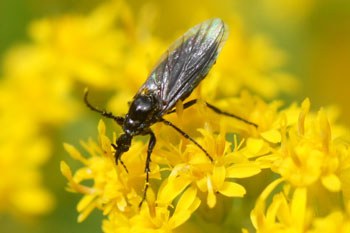 Koortsvlieg (Dilophus febrilis). Familie Zwarte vliegen (Bibionidae).