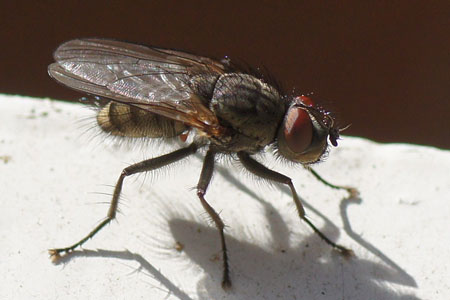 Leucophora obtusa. Tribe Hydrophoriini. Subfamily Anthomyiinae. Family Root-Maggot Flies (Anthomyiidae). 