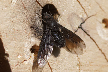 Anthrax anthrax. Genus Anthrax.  Familiy Bee flies (Bombyliidae). 
