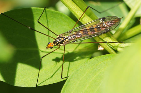 Nephrotoma flavipalpis. Familie Langpoten (Tipulidae). vrouwtje.