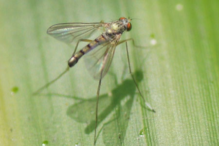Sciapus platypterus. Family long-legged flies (Dolichopodidae).