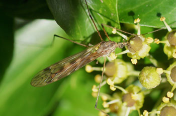 Tipula rufina. Familie Langpoten (Tipulidae) vrouwtje