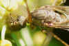 Tipula rufina. Familie Langpoten (Tipulidae) vrouwtje