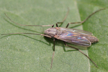 Dansmug, vedermug. Familie Dansmuggen, vedermuggen (Chironomidae).