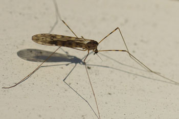 Limonia nubeculosa. Onderfamilie Limoniinae. Familie: Steltmuggen (Limoniidae). 