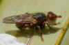Stipblaaskaakje (Myopa testacea). Familie Blaaskopvliegen - wespvliegen (Conopidae).