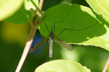 Nephrotoma pratensis. Familie Langpoten (Tipulidae). Man