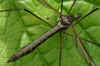 Tipula vittata. Familie Langpoten (Tipulidae).