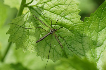 Tipula vittata. Familie Langpoten (Tipulidae).