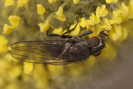 Egle spec. Tribe Chirosiini. Subfamily Anthomyiinae. Family Root-Maggot Flies (Anthomyiidae).