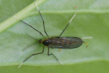 Galmug spec. Familie Galmuggen (Cecidomyiidae, Cecidomyidae). 