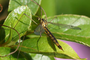 Nephrotoma cornicina. Familie Langpoten (Tipulidae). Vrouwtje