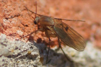 Paddenstoelmug spec. Mycetophilidae spec. Familie Paddenstoelmuggen (Mycetophilidae).